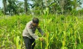 Polsek Bagan Sinembah Intensif Pantau Pertumbuhan Jagung untuk Dukung Ketahanan Pangan