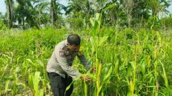 Polsek Bagan Sinembah Intensif Pantau Pertumbuhan Jagung untuk Dukung Ketahanan Pangan