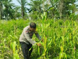 Polsek Bagan Sinembah Intensif Pantau Pertumbuhan Jagung untuk Dukung Ketahanan Pangan