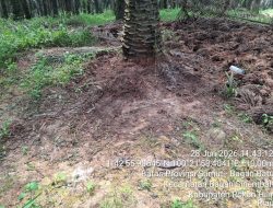 PTPN IV Regional I Pastikan Pengawasan Pemupukan di Kebun Torgamba Berjalan Ketat