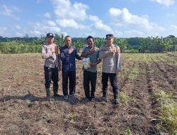 Polsek Gelumbang Tanam Jagung Program Ketahanan Pangan, Dukung Swasembada Pangan Nasional