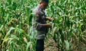 Polsek TPTM Pantau Pertumbuhan Jagung Program Ketahanan Pangan