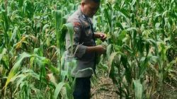 Polsek TPTM Pantau Pertumbuhan Jagung Program Ketahanan Pangan