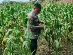 Polsek TPTM Pantau Pertumbuhan Jagung Program Ketahanan Pangan