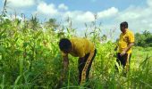 Polsek Bagan Sinembah Intensifkan Monitoring Jagung untuk Dukung Program Ketahanan Pangan