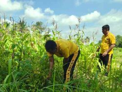 Polsek Bagan Sinembah Intensifkan Monitoring Jagung untuk Dukung Program Ketahanan Pangan