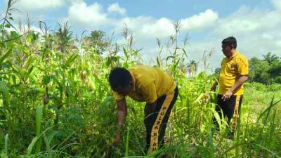 Polsek Bagan Sinembah Intensifkan Monitoring Jagung untuk Dukung Program Ketahanan Pangan