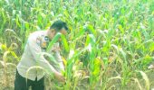 Polsek TPTM Pastikan Tanaman Jagung Berkembang Optimal Hingga Masa Panen