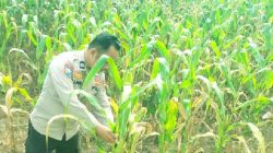 Polsek TPTM Pastikan Tanaman Jagung Berkembang Optimal Hingga Masa Panen