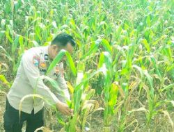 Polsek TPTM Pastikan Tanaman Jagung Berkembang Optimal Hingga Masa Panen