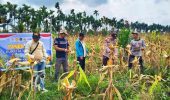 Polsek Batang Tuaka Panen 400 Kilogram Jagung, Perkuat Program Swasembada Pangan