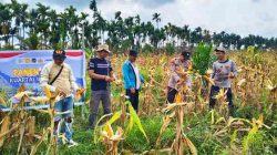 Polsek Batang Tuaka Panen 400 Kilogram Jagung, Perkuat Program Swasembada Pangan