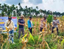 Polsek Batang Tuaka Panen 400 Kilogram Jagung, Perkuat Program Swasembada Pangan