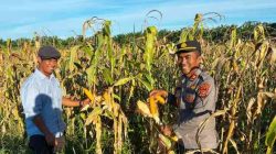 Kapolsek TPTM dan Tim Ro SDM Polda Riau Evaluasi Lahan Ketahanan Pangan Seluas 25 Hektare