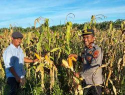 Kapolsek TPTM dan Tim Ro SDM Polda Riau Evaluasi Lahan Ketahanan Pangan Seluas 25 Hektare