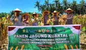 Polsek Bagan Sinembah Bersama Petani Panen 15 Ton Jagung, Dukung Swasembada Pangan