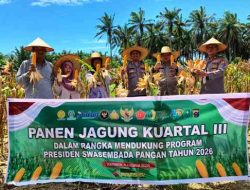 Polsek Bagan Sinembah Bersama Petani Panen 15 Ton Jagung, Dukung Swasembada Pangan