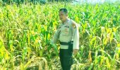 Polsek TPTM Intensifkan Pantau Pertumbuhan Jagung Ketahanan Pangan