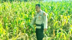Polsek TPTM Intensifkan Pantau Pertumbuhan Jagung Ketahanan Pangan