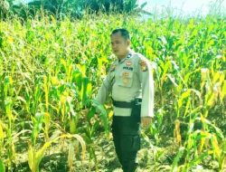 Polsek TPTM Intensifkan Pantau Pertumbuhan Jagung Ketahanan Pangan