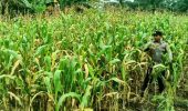 Kegiatan Rutin Polsek TPTM, Cek Perkembangan Jagung Program Ketahanan Pangan
