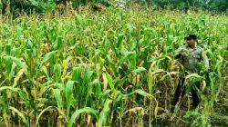 Kegiatan Rutin Polsek TPTM, Cek Perkembangan Jagung Program Ketahanan Pangan