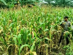 Kegiatan Rutin Polsek TPTM, Cek Perkembangan Jagung Program Ketahanan Pangan