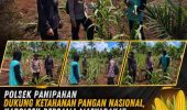 Polsek Panipahan Pantau Pertumbuhan Jagung Pipil di Panipahan Darat