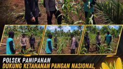 Polsek Panipahan Pantau Pertumbuhan Jagung Pipil di Panipahan Darat