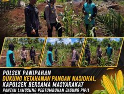 Polsek Panipahan Pantau Pertumbuhan Jagung Pipil di Panipahan Darat