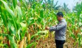 Jelang Panen, Polsek TPTM Pantau Tanaman Jagung