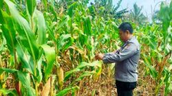Jelang Panen, Polsek TPTM Pantau Tanaman Jagung