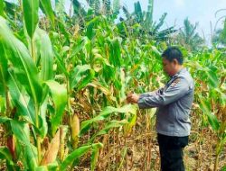 Jelang Panen, Polsek TPTM Pantau Tanaman Jagung