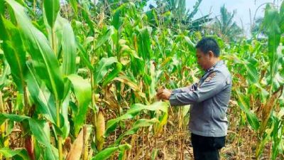 Jelang Panen, Polsek TPTM Pantau Tanaman Jagung