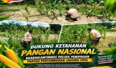 Polsek Panipahan Pantau Pertumbuhan Jagung Pipil