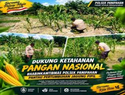 Polsek Panipahan Pantau Pertumbuhan Jagung Pipil