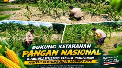 Polsek Panipahan Pantau Pertumbuhan Jagung Pipil