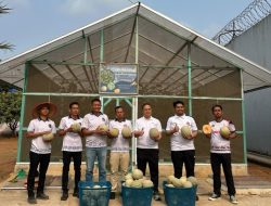 Lapas Muara Enim Gelar Panen Raya Melon, Dorong Produktivitas Program Pembinaan Kemandirian