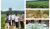 Dukung Program Asta Cita, Polsek TPTM Pantau Pertumbuhan Jagung Pipil di Lahan 25 Hektare