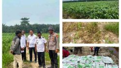Dukung Program Asta Cita, Polsek TPTM Pantau Pertumbuhan Jagung Pipil di Lahan 25 Hektare