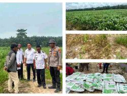 Dukung Program Asta Cita, Polsek TPTM Pantau Pertumbuhan Jagung Pipil di Lahan 25 Hektare
