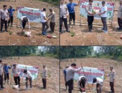 Polsek Semende Darat Laut Tanam Jagung di Lahan 12 Hektare, Dukung Program Ketahanan Pangan
