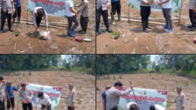 Polsek Semende Darat Laut Tanam Jagung di Lahan 12 Hektare, Dukung Program Ketahanan Pangan