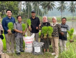 Wujud Hilirisasi Batu Bara untuk Pertanian, PTBA Bersama UGM Uji Coba Pupuk Kalium Humat di Sawahlunto